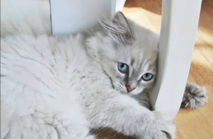 Kitten British Langhaar