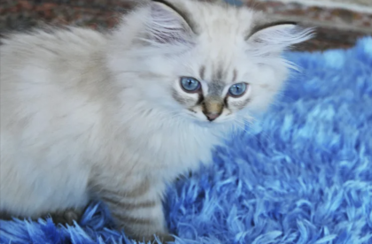 Kitten British Langhaar