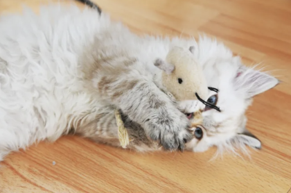 Kitten British Langhaar