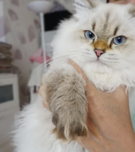 Kitten British Langhaar