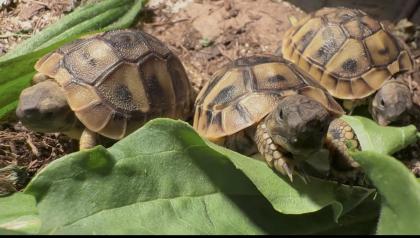 Kleine Landschildkröte NZ 25