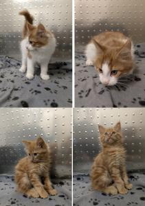 Maine Coon Babys suchen liebevolles Zuhause