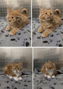 Maine Coon Babys suchen liebevolles Zuhause