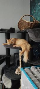 Maine Coon XXL Kater 1 Jahr sucht liebevolle Familie