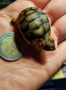 NZ Babys Breitrandschildkröte