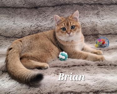 Reinrassige BKH Kitten mit Stammbaum -Abgabebereit