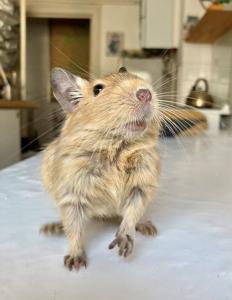 Sandfarbenes Degu-Böckchen