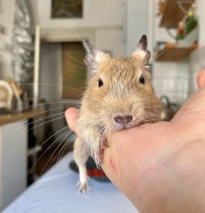 Sandfarbenes Degu-Böckchen
