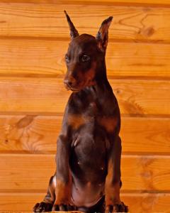 Schöne Dobermann-Welpen abzugeben. (FCI Ahnentafel)