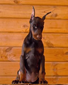Schöne Dobermann-Welpen abzugeben. (FCI Ahnentafel)