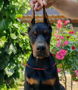 Schöne Dobermann-Welpen abzugeben. (FCI Ahnentafel)