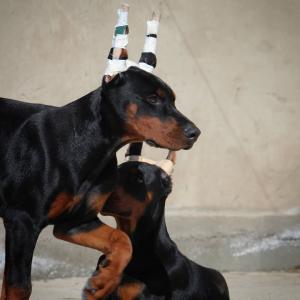 Schöne Dobermann-Welpen abzugeben. (FCI Ahnentafel)