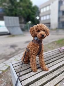 Toypudel