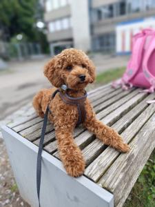 Toypudel