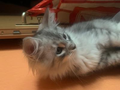 Main Coon Kitten reinrassig