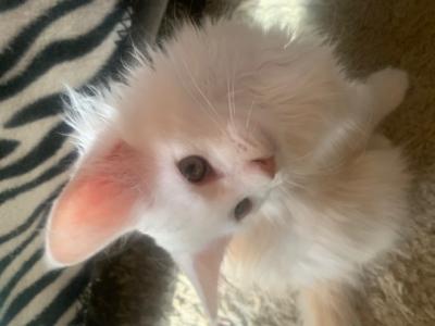 Main Coon Kitten reinrassig