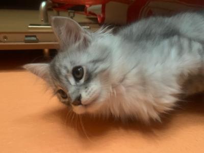 Main Coon Kitten reinrassig