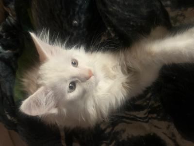 Main Coon Kitten reinrassig