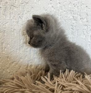 Wunderschöne reinrassige BKH/ Britisch Kurzhaar blue Kitten