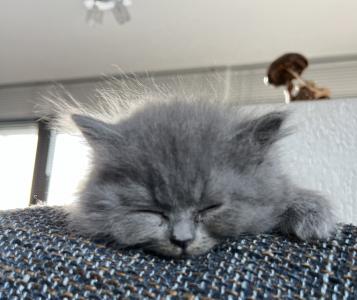 Wunderschöne reinrassige BKH/ Britisch Kurzhaar blue Kitten