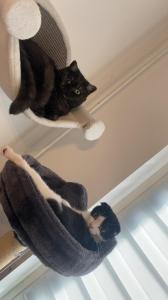 Junge süße Katze abzugeben