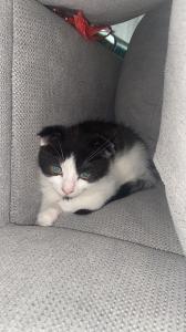 Junge süße Katze abzugeben