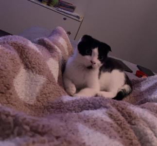 Junge süße Katze abzugeben