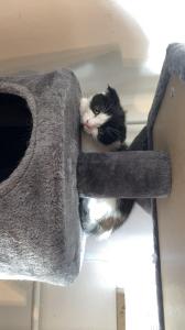 Junge süße Katze abzugeben