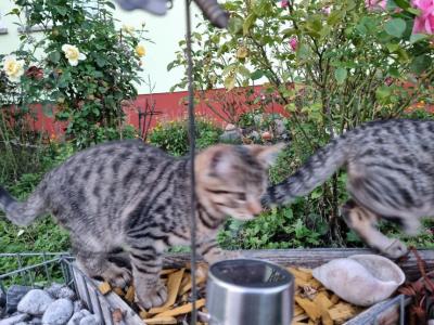 Katzenbabys, Kitten ,12 Wochen junge Katzen abzugeben
