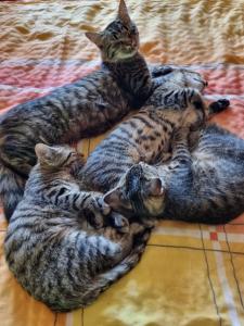 Katzenbabys, Kitten ,12 Wochen junge Katzen abzugeben