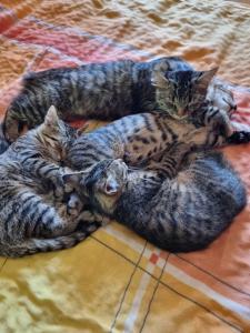Katzenbabys, Kitten ,12 Wochen junge Katzen abzugeben