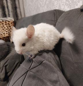 Zwei süße, zwei Monate alte Chinchilla-Jungs suchen ein liebevolles Zuhause.