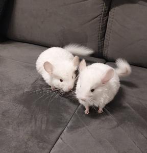 Zwei süße, zwei Monate alte Chinchilla-Jungs suchen ein liebevolles Zuhause.