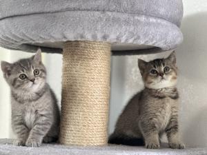 Demnächst abgabebreit! Zwei BKH Kitten, Katzen-Mädchen mit Stammbaum, Impfung, Gesundheitszeugnis