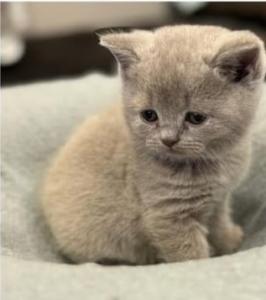 Aus 23jähriger Hobbyzucht 6 wunderschöne British Kurzhaar-Kitten  mit Stammbaum,