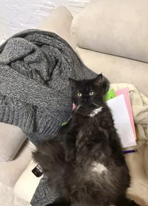 Dringend!!! Junge Sibirische waldkatze / Ragdoll geschwister suchen neues zuhause