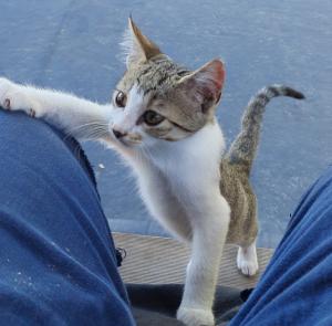 Kitten auszugbereit