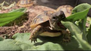 Kleine Landschildkröte NZ 25