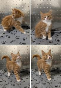 Maine Coon Babys suchen liebevolles Zuhause