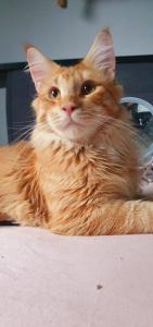 Maine Coon XXL Kater 1 Jahr sucht liebevolle Familie