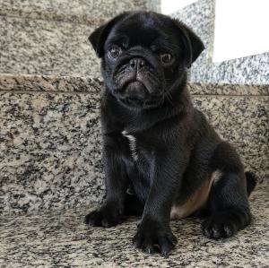 Mops Welpen, Familienhund, Hundewelpen, Begleithund, pflegeleicht, verspielt, freundlich.
