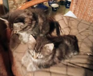 Reinrassige sibirische Waldkatzen Kitten