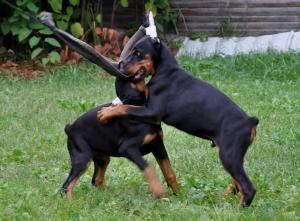 Schöne Dobermann-Welpen abzugeben. (FCI Ahnentafel)
