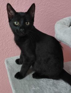 🐾 Jungkater abzugeben – 150 € VB 🐾