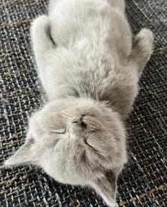 Wunderschöne reinrassige BKH/ Britisch Kurzhaar blue Kitten