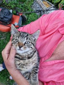 Katzenbabys, Kitten ,12 Wochen junge Katzen abzugeben