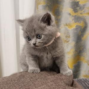 Zucker süße kitten zum Reservieren