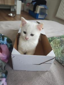 Zwei europäisch kurzhaar kitten