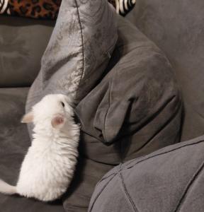 Zwei süße, zwei Monate alte Chinchilla-Jungs suchen ein liebevolles Zuhause.