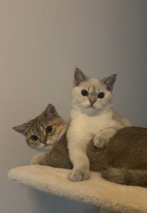 Zwei verschmuste Kater (Brüder) suchen ein liebevolles Zuhause